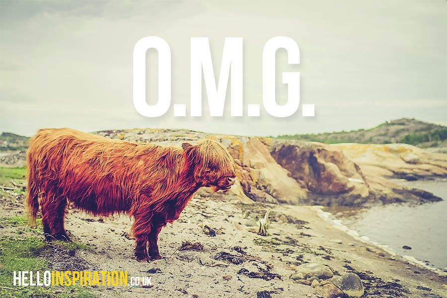Shaggy haired cow in rugged landscape with 'O.M.G.' quote