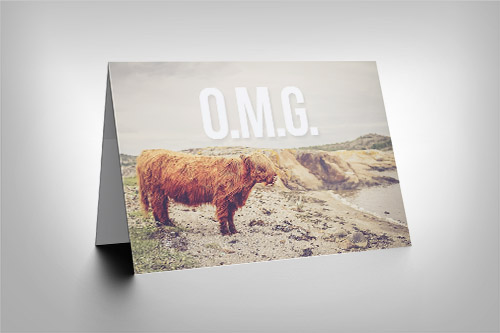 Shaggy cow in rugged landscape with 'O.M.G.' quote